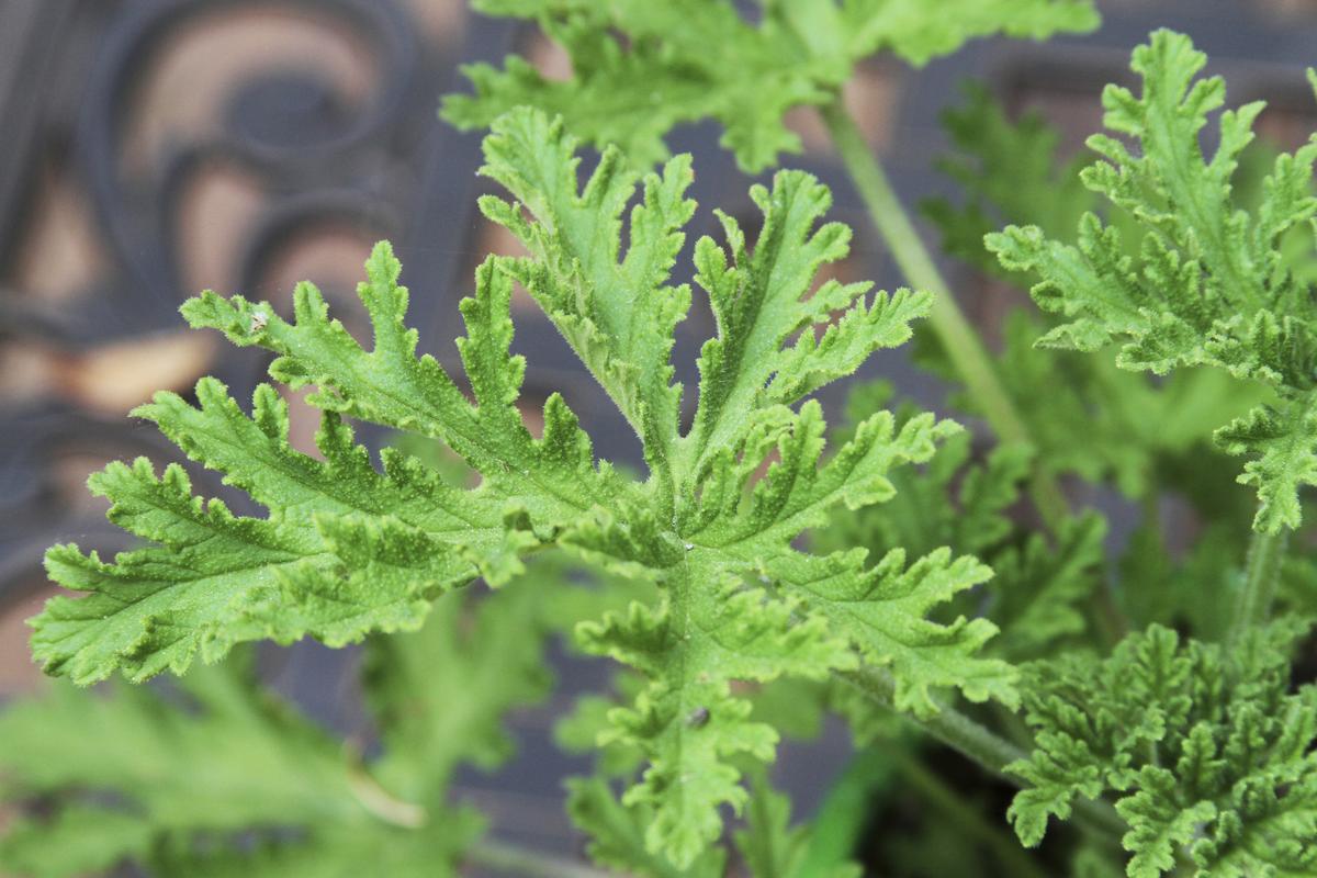 Citronella Plant Care Tips: How to Keep Your Plant Thriving and Effective