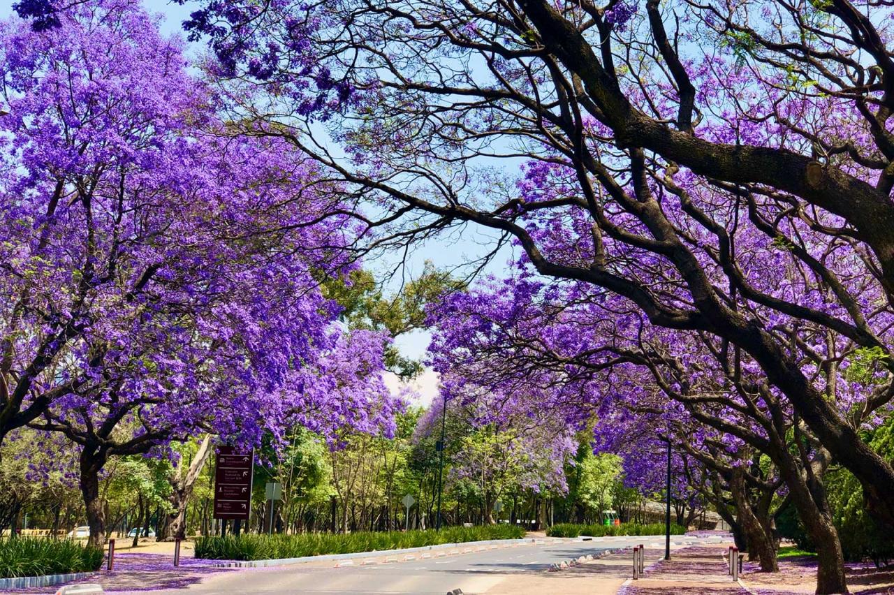 Jacaranda Tree: Stunning Garden Design