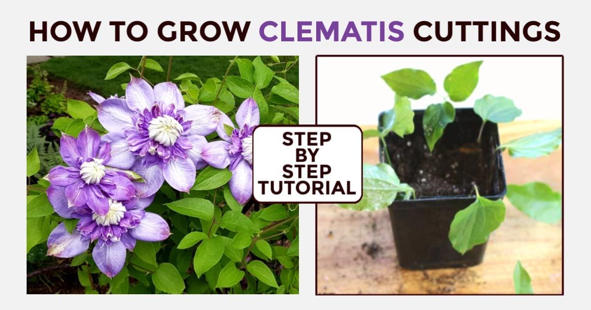 How to Achieve Optimal Results with Clematis Propagation