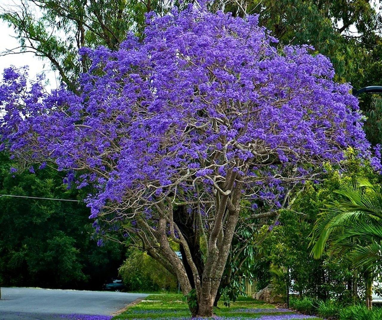 How to Create a Vibrant and Elegant Garden with Jacaranda Tree: Expert Advice