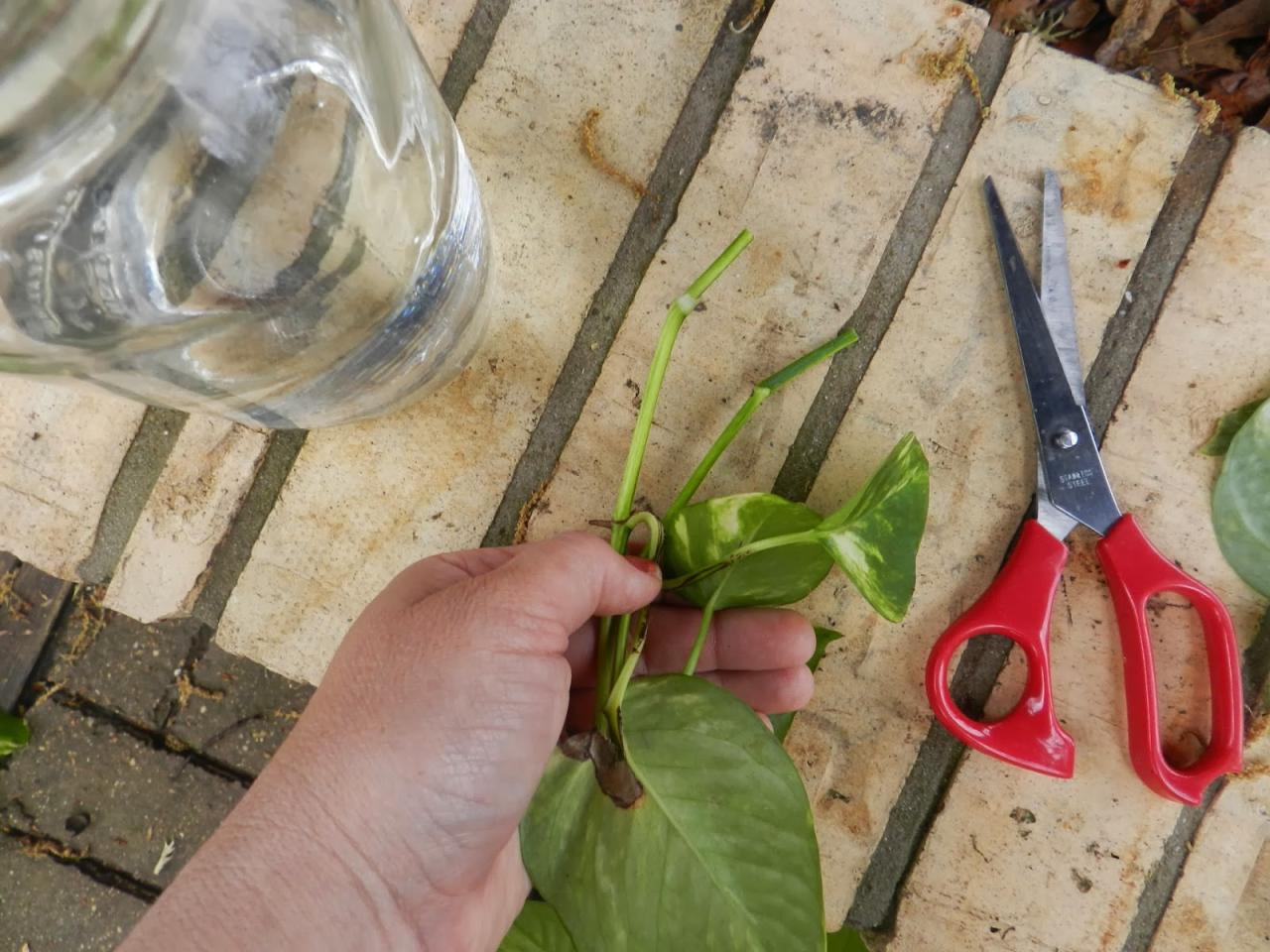 From Clippings to Climbing Vines: How to Propagate Ivy