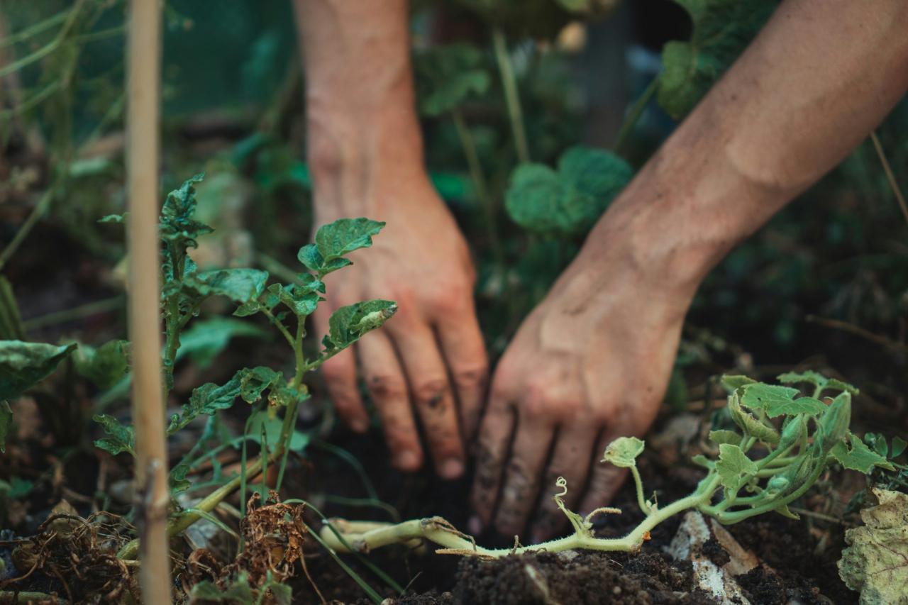 Rodgers Plant: Essential Tips for Every Gardener