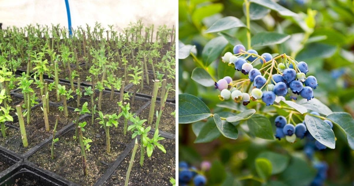 Propagate Blueberry Bushes for a Thriving Garden