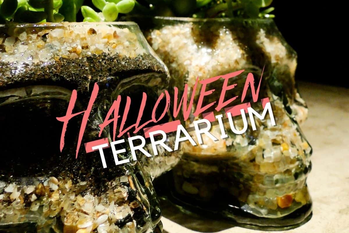 The Best Halloween-Themed Terrariums for Spooky Houseplants