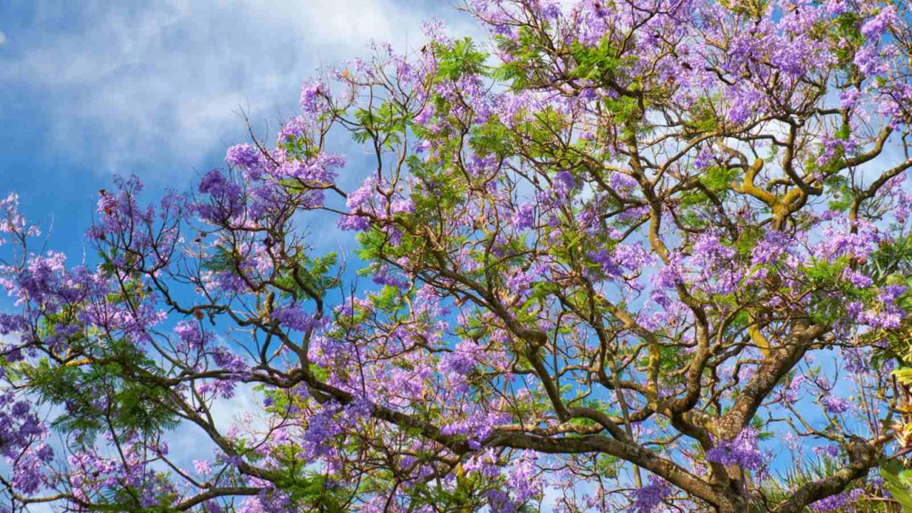 Jacaranda Garden: Expert Advice for Vibrant Elegance