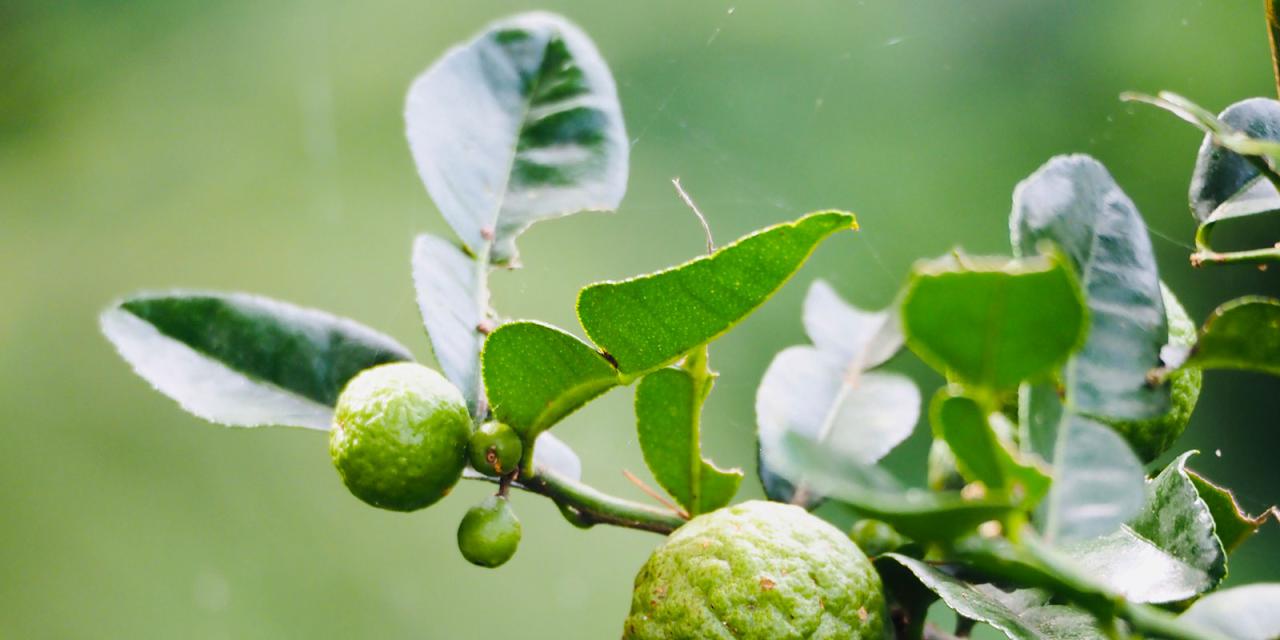 Kaffir Lime Leaf: Cooking & Health Guide