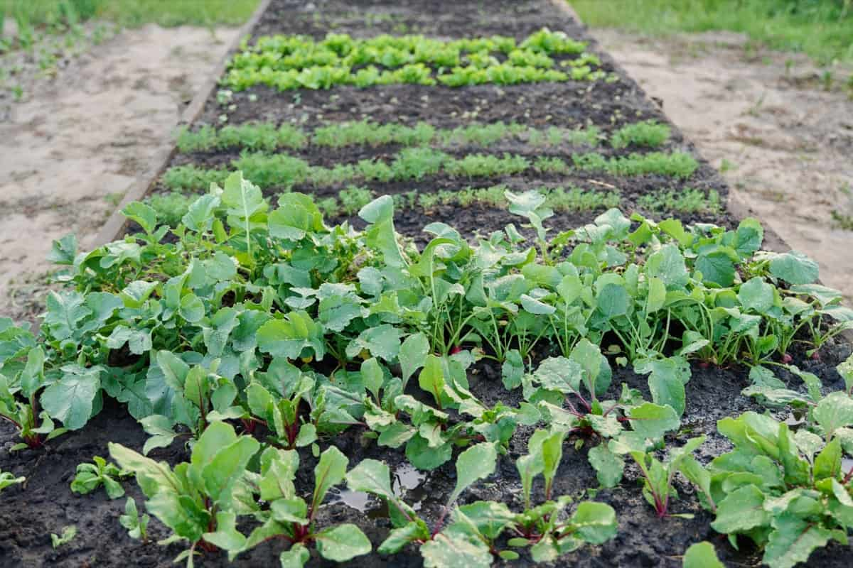 The Risks of Growing the Wrong Plants in Raised Beds