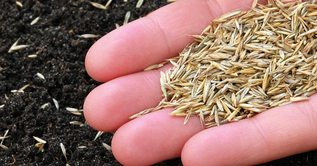 When to Start Sowing Grass Seed in the UK for a Perfect Lawn