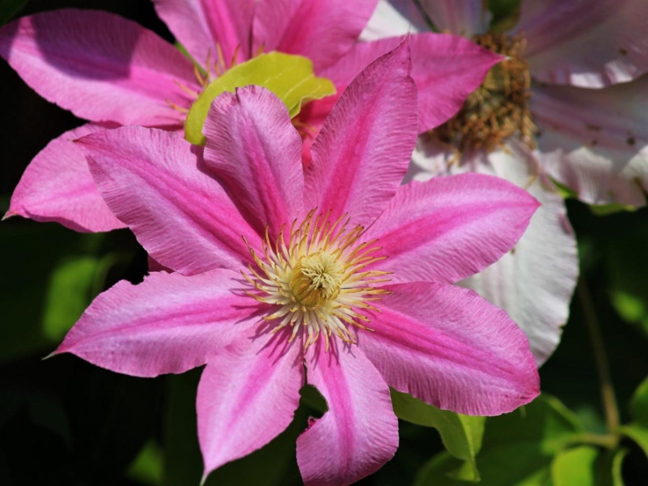 Clematis cuttings propagate propagating shawn gardeningknowhow vines