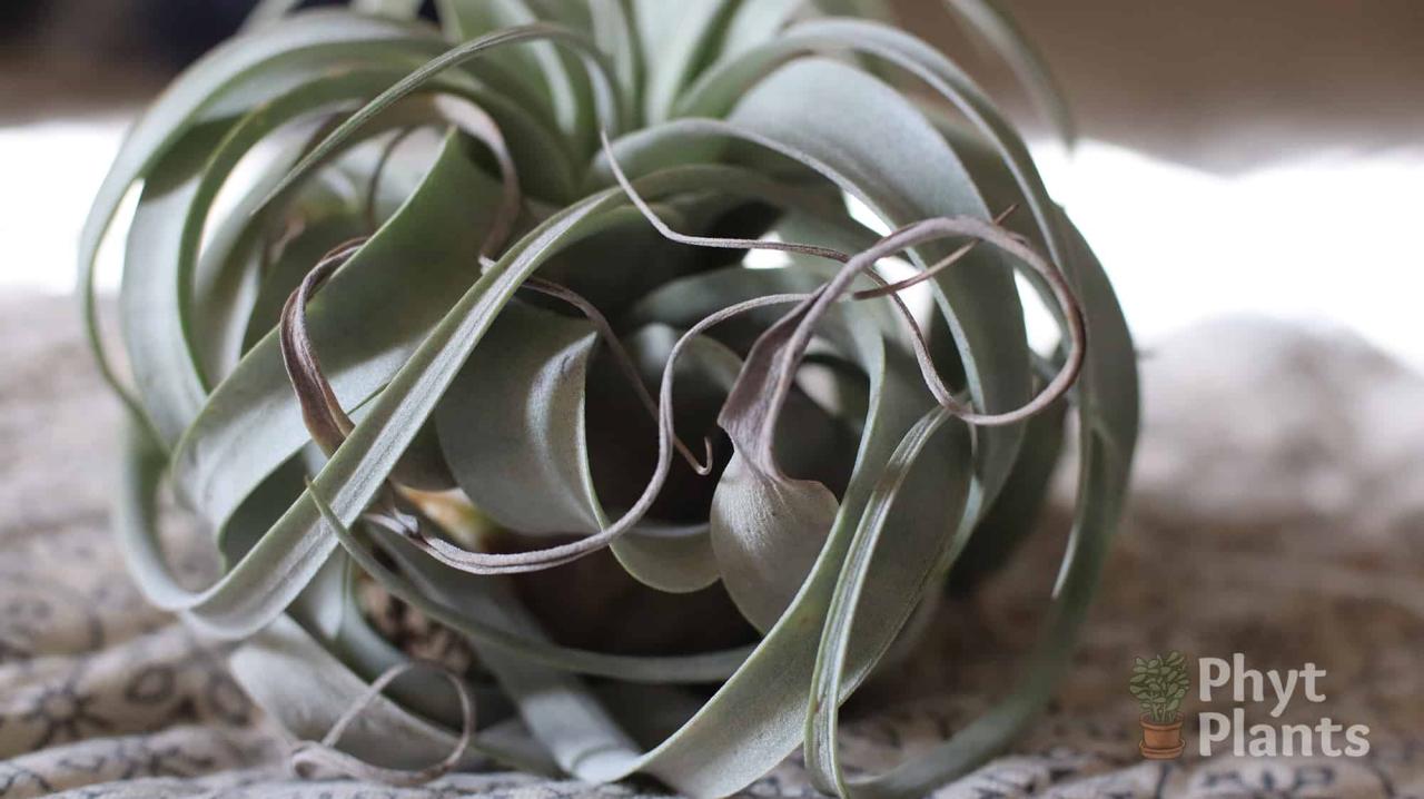 How to Revive Dehydrated Air Plants