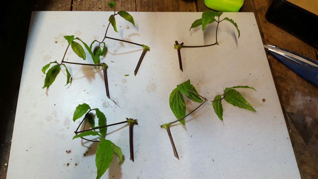 How to Achieve Optimal Results with Clematis Propagation