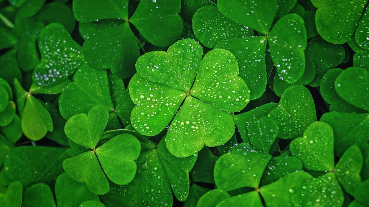 How to Identify and Grow Four Leaf Clovers for Personal Prosperity