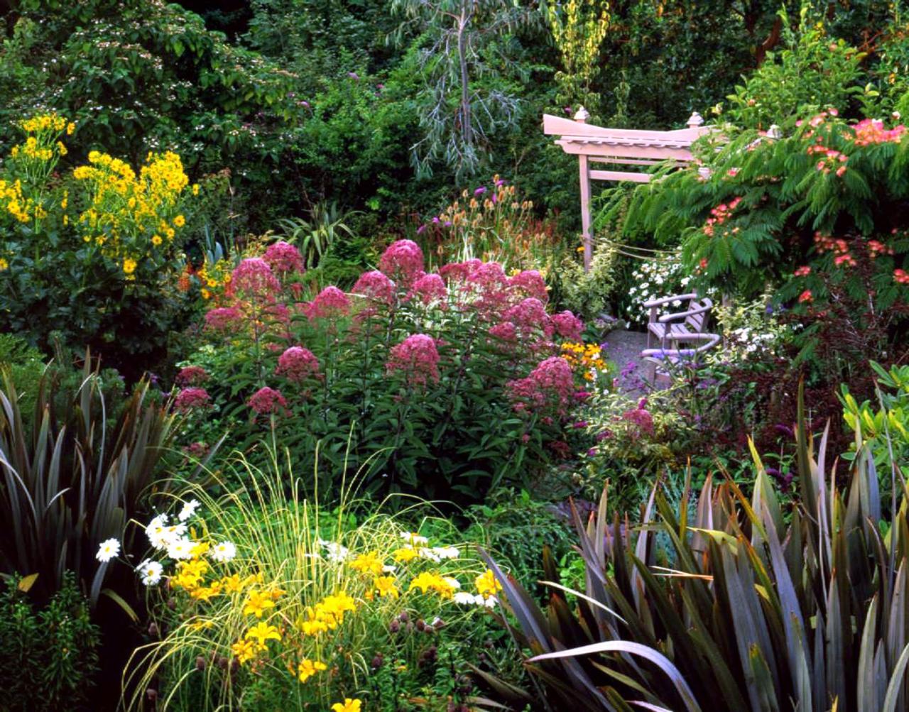 Pye eupatorium purpureum spruce legault adrienne thespruce