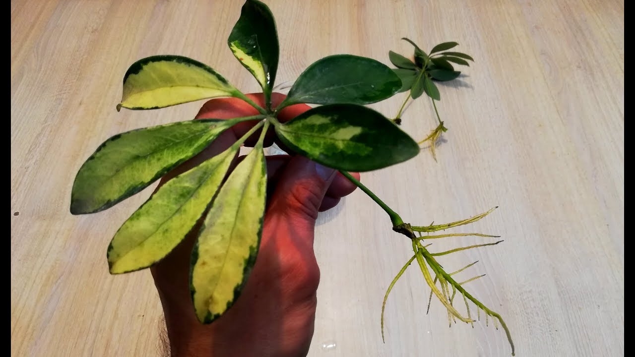 Schefflera propagation