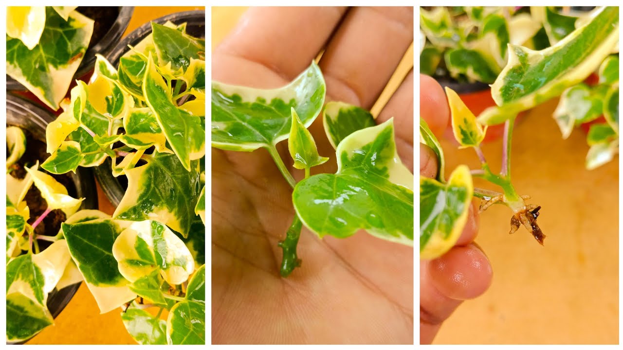 From Clippings to Climbing Vines: How to Propagate Ivy