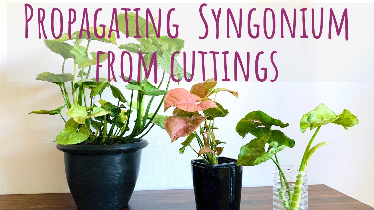 Propagate Syngonium: Stunning Growth Techniques