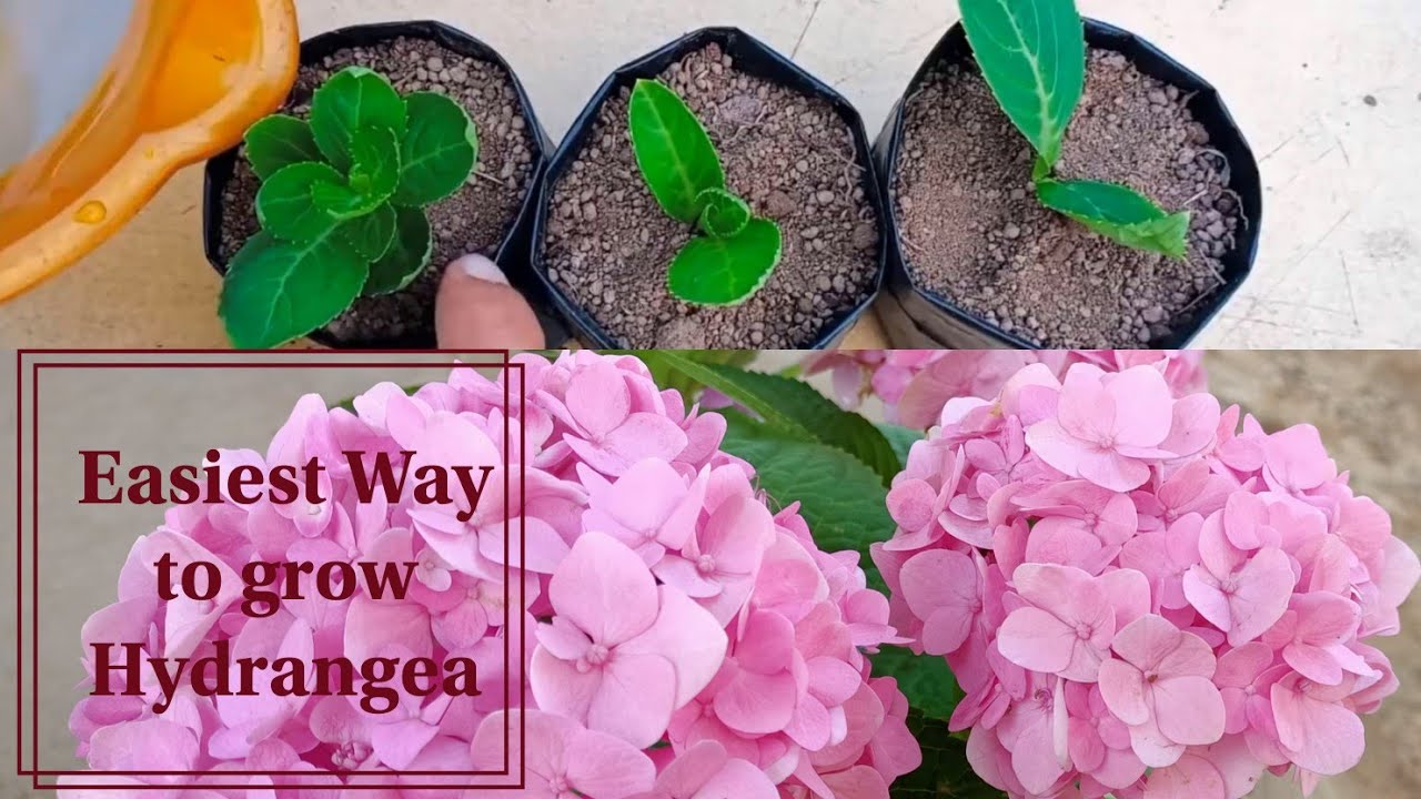 Propagate Hydrangeas in Water: A Stunning Garden Guide