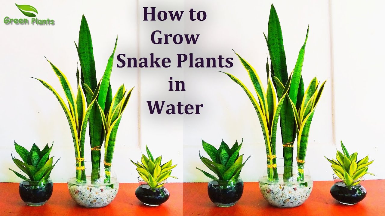 How Often to Water Snake Plants for Maximum Growth