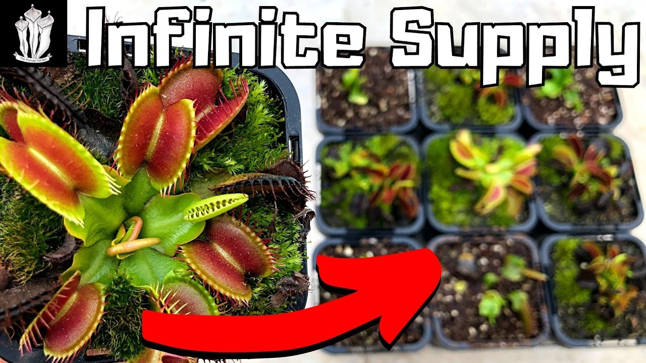 Surprising Techniques to Propagate Venus Fly Traps Effortlessly