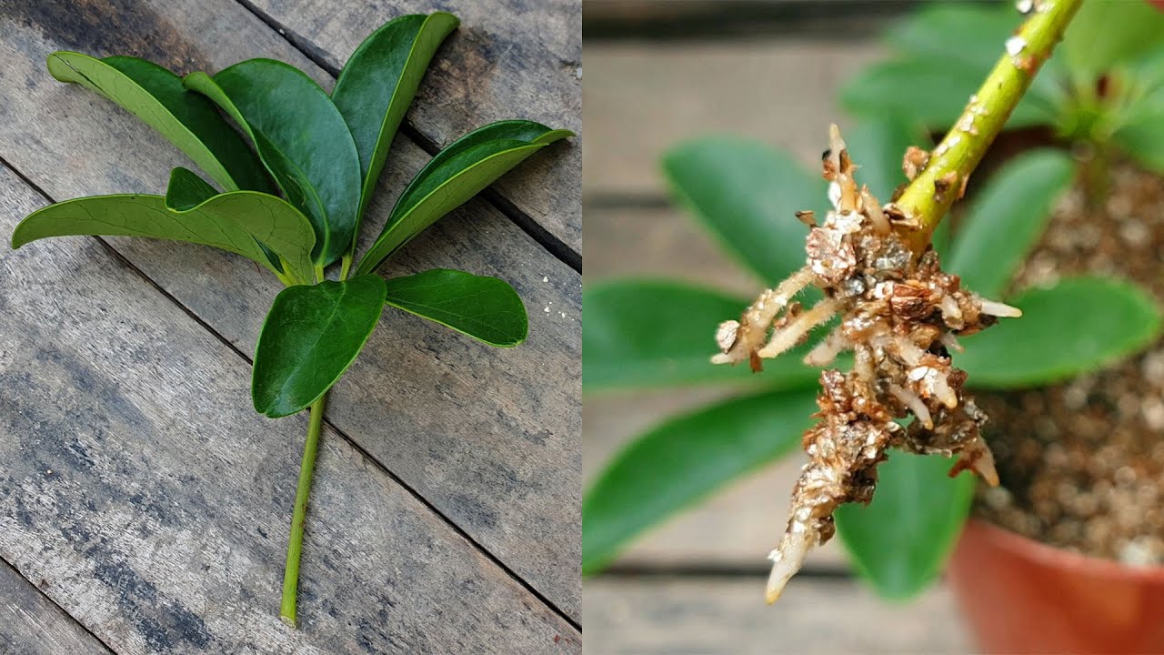 How to Expand Your Schefflera Collection with Proven Propagation Tips