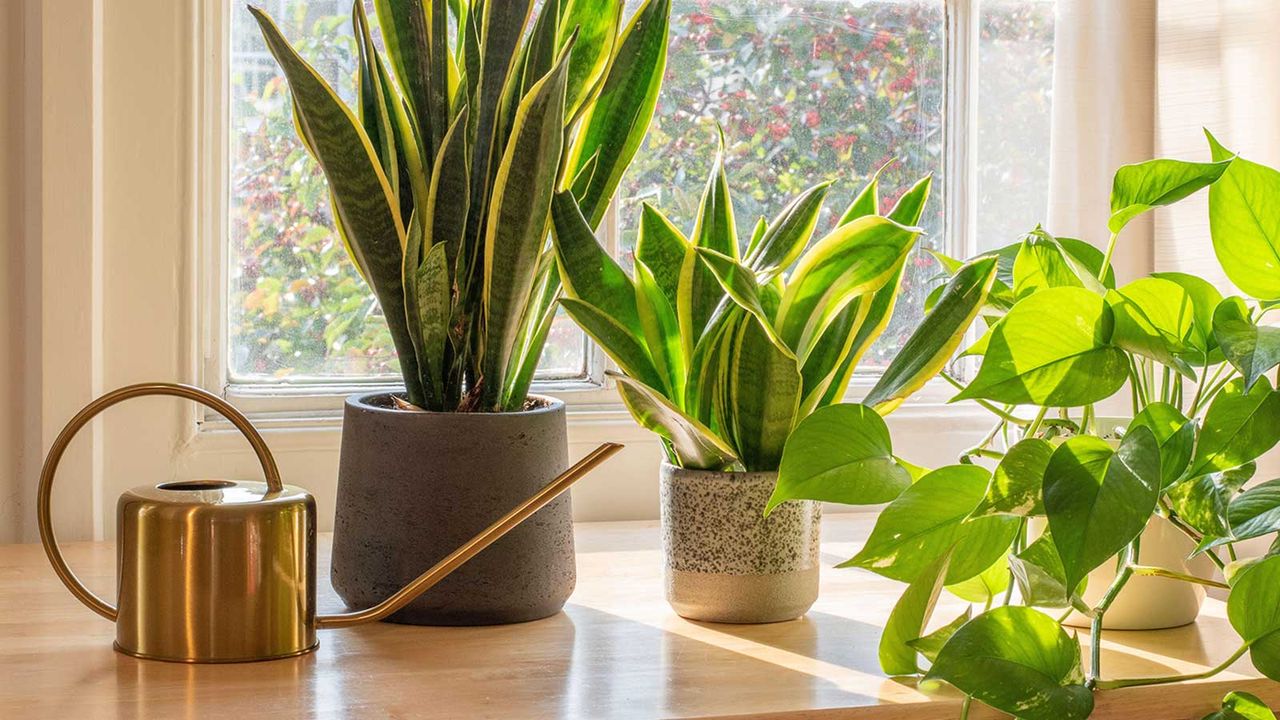 How Often to Water Snake Plants for Maximum Growth