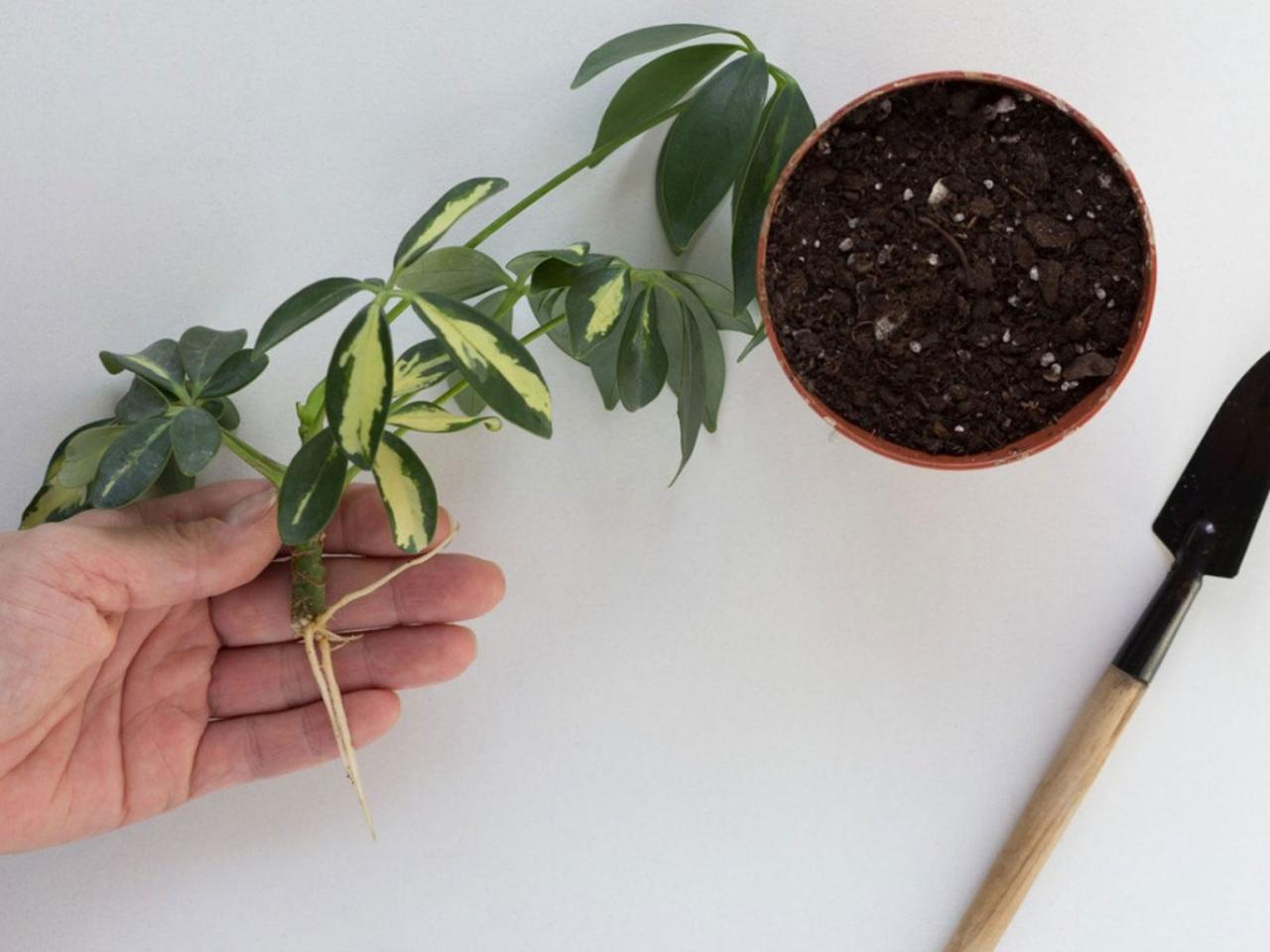 How to Expand Your Schefflera Collection with Proven Propagation Tips