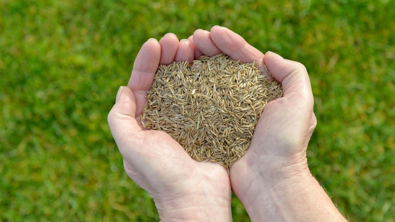 How to Determine the Ideal Time to Plant Grass Seed: Tips for a Lush Lawn